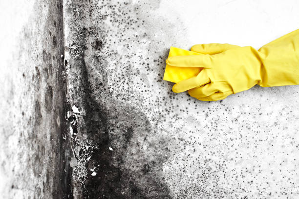 Best Toxic Mold Removal  in Darnestown, MD