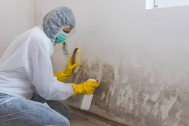 Best Mold Cleaning Services  in Darnestown, MD