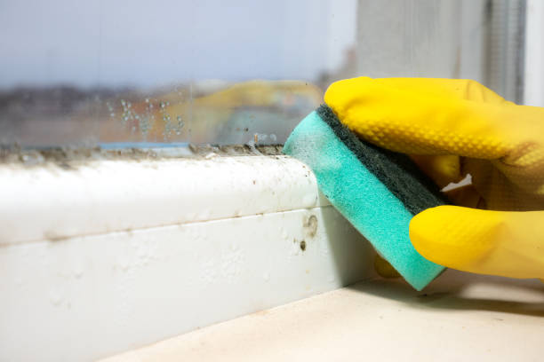 Best Mold Remediation  in Darnestown, MD