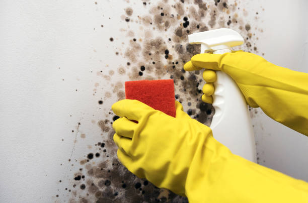 Best Mold Damage Repair  in Darnestown, MD