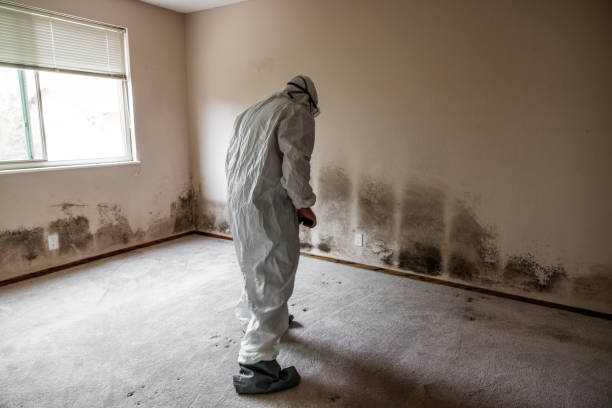 Crawl Space Mold Removal in Darnestown, MD