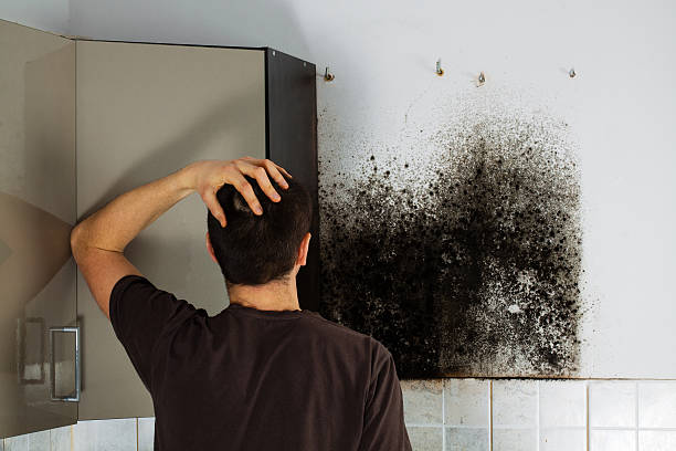 Best Mold Damage Repair  in Darnestown, MD