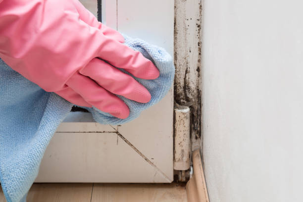 Best Office Mold Removal Services  in Darnestown, MD
