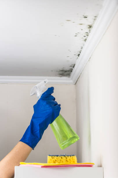 Best Office Mold Removal Services  in Darnestown, MD